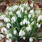 Lesna Osada Homestay szállás Tuchlin (Warmian-Masurian)