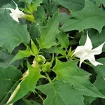 Homestay szállás Lesna Osada *