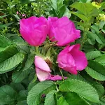 Lesna Osada Tuchlin (Warmian-Masurian)