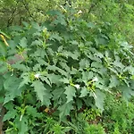 Homestay szállás Lesna Osada *