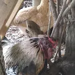 Homestay szállás Lesna Osada *