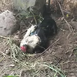 Lesna Osada Homestay szállás