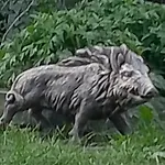 Lesna Osada Homestay szállás *