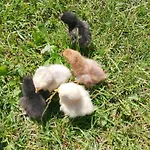 Lesna Osada Homestay szállás *