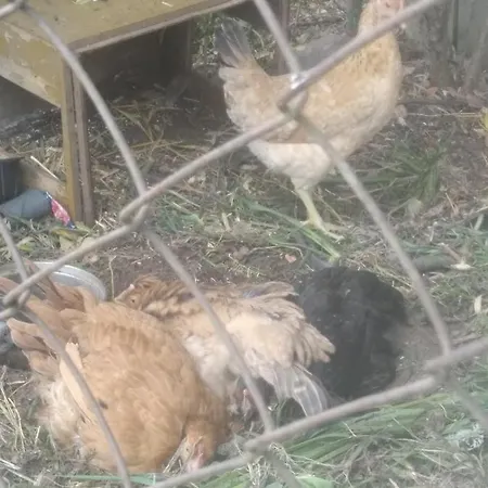 Kwatera prywatna Leśna Osada Tuchlin (Warmian-Masurian)