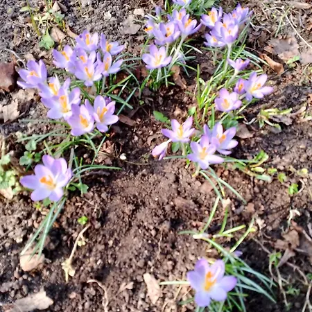 Lesna Osada Проживание в семье