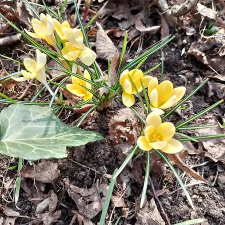 Lesna Osada * Tuchlin (Warmian-Masurian)