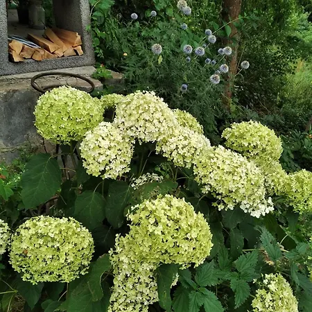 Lesna Osada * Tuchlin (Warmian-Masurian)