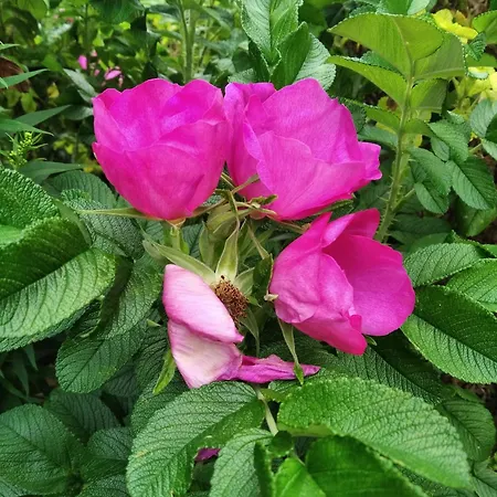 Lesna Osada Tuchlin (Warmian-Masurian)