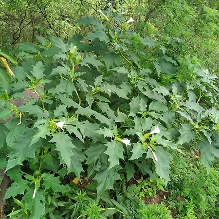 Проживание в семье Lesna Osada *