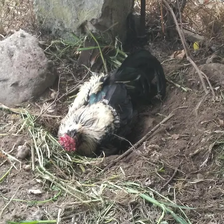 Lesna Osada Проживание в семье