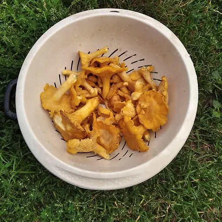 Проживание в семье Lesna Osada *