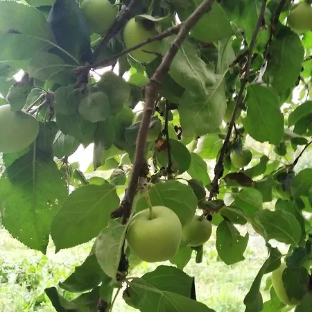 Leśna Osada Tuchlin (Warmian-Masurian)