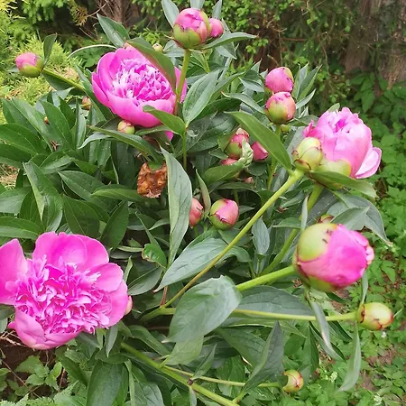 Проживание в семье Lesna Osada *