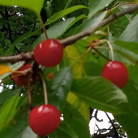 Проживание в семье Lesna Osada