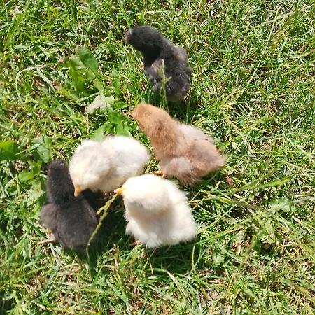 Lesna Osada Проживание в семье *